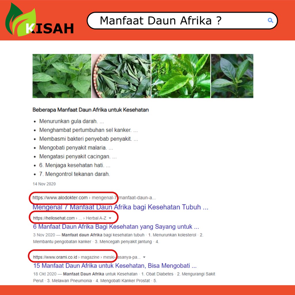 AZEEZAH Teh Daun Afrika 40 Gram - Daun Afrika Kering untuk ASAM URAT, Cacingan, Malaria dan Insomia