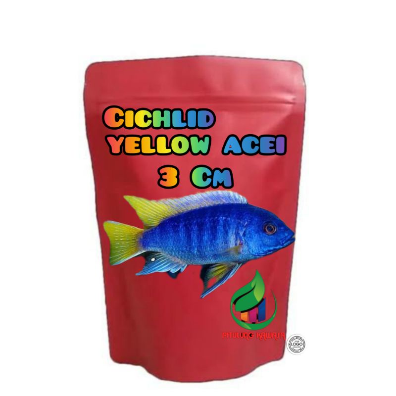 CICHLID yellow tail acei