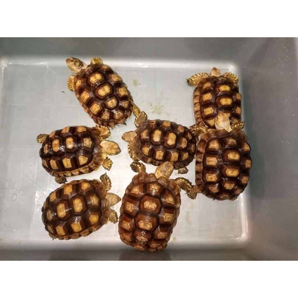 Kura kura Sulcata 12 - 13cm