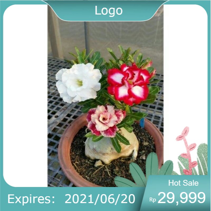 Adenium Obesum - Tanaman Hias Adenium Bunga Tumpuk Kamboja jepang- 1 Pohon 3 Bunga bibit