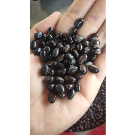 

kacang MB (mucuna bracteata) 450.000/kg