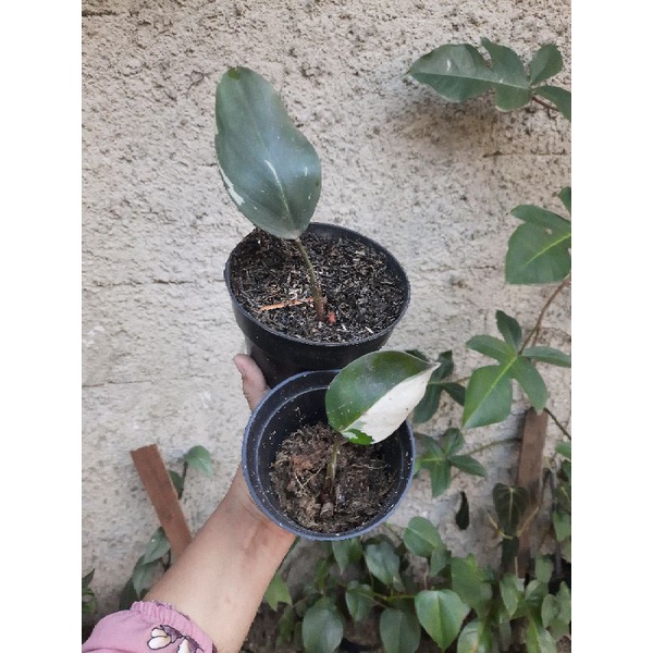 philodendron white knight ekonomis philo wk tanaman variegata