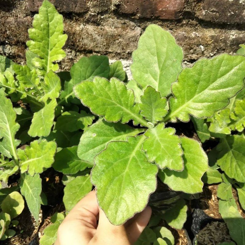 Bibit herbal daun dewa / samsit / Gynura divaricata