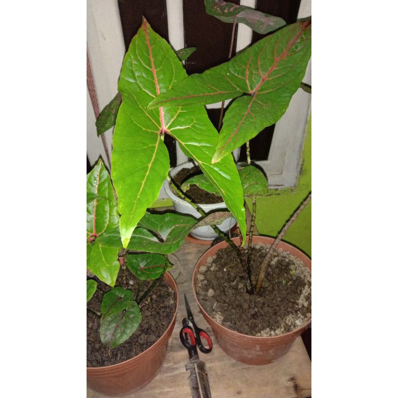 Alocasia Cyrtosperma Jhonstonii / alocasia blackjack atau keladi papua