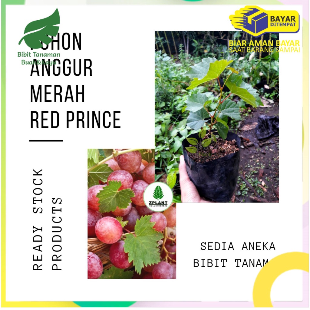 Bibit anggur merah / pohon anggur merah