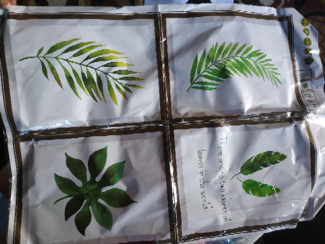 Wall Sticker Bingkai Daun Floral Wallsticker Sibd