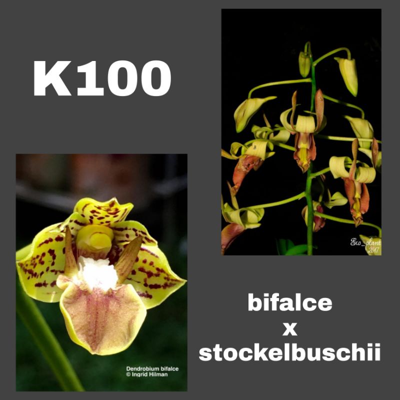 Dendrobium bifalce x stockelbuschii bibit anggrek botol