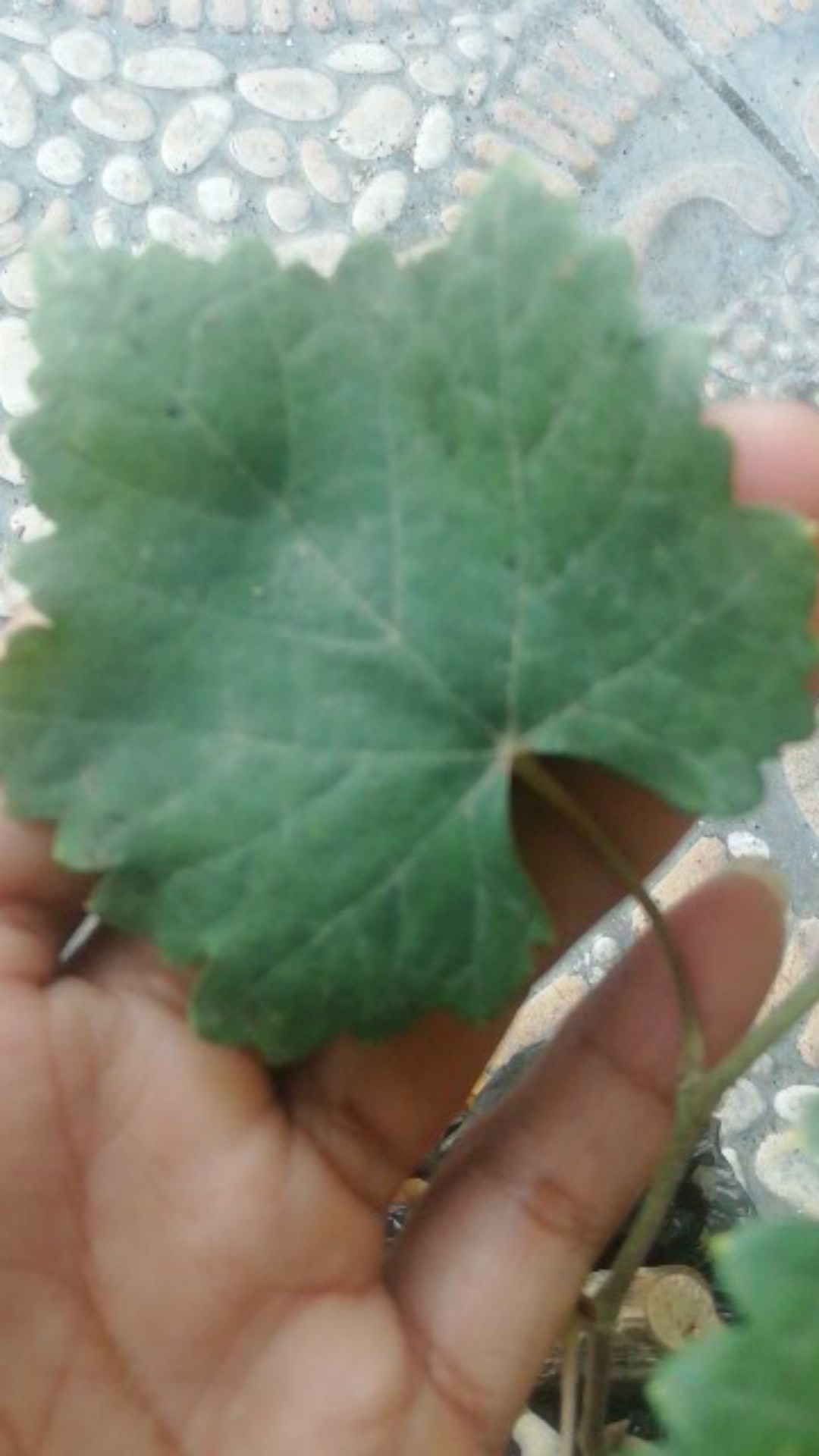 Bibit Anggur Taldun Valid