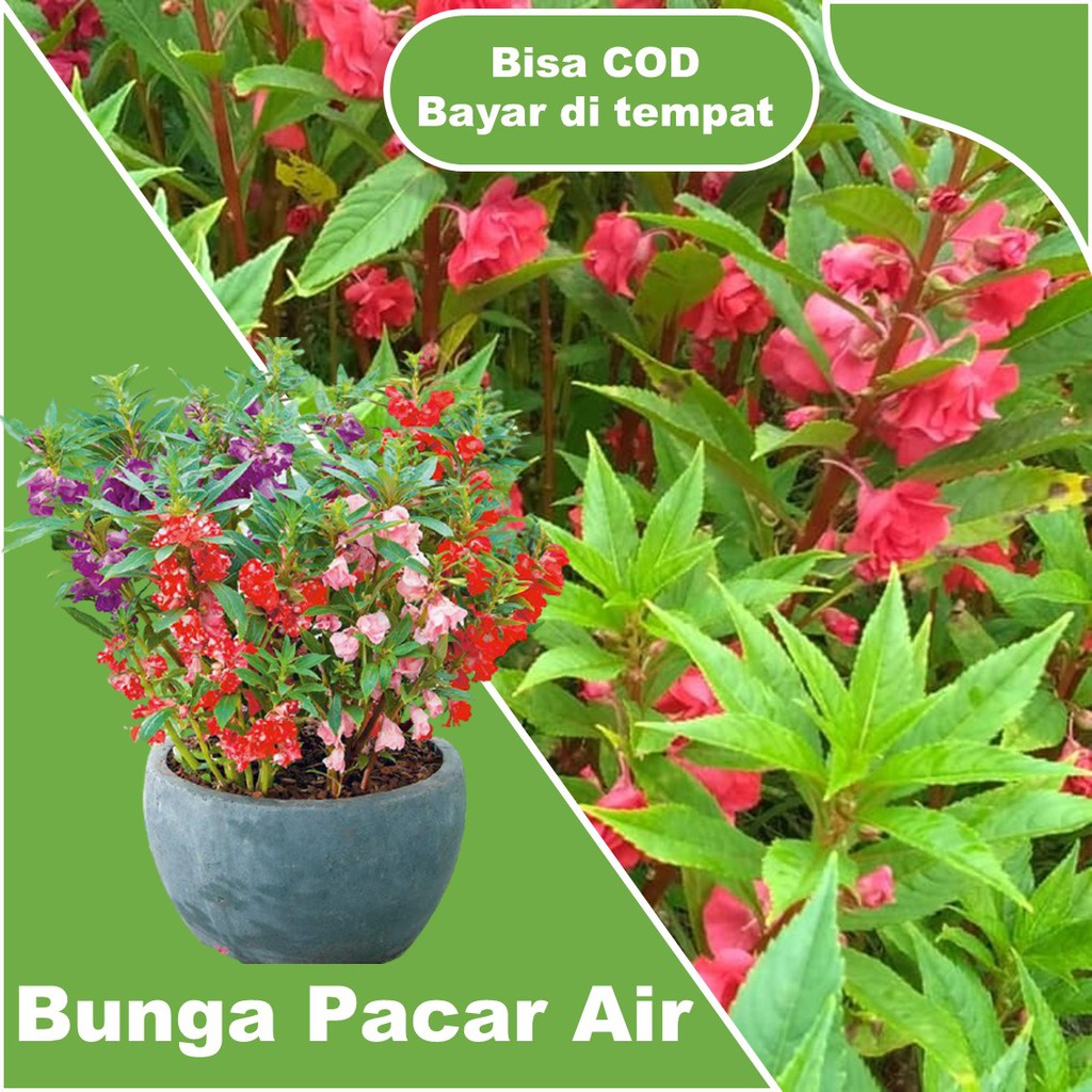 tanaman hias bunga pacar air pink