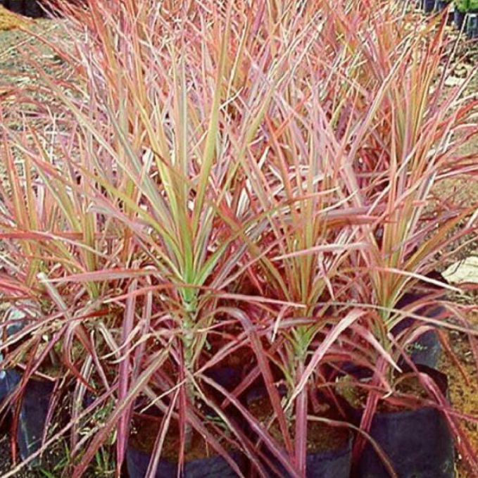 tanaman Hias Dracena Tricolor