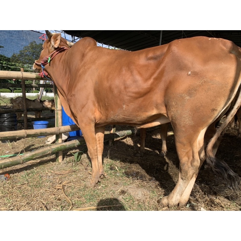 

Sapi Qurban Jenis Madura Bobot 350 kg