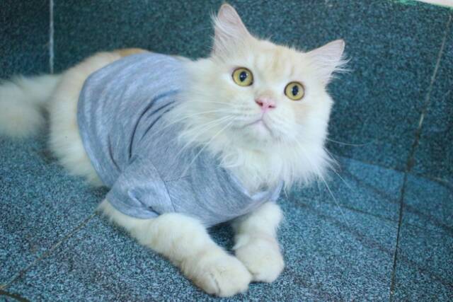 Kaos turtleneck warna abu-abu untuk kucing dan anjing / baju kucing murah meriah size S M L XL