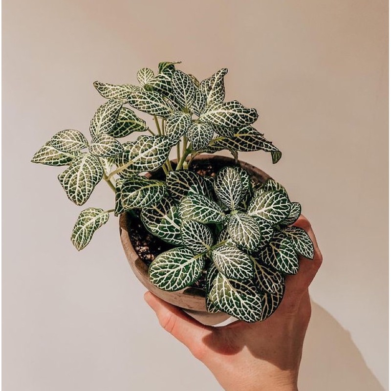 tanaman hias fittonia putih