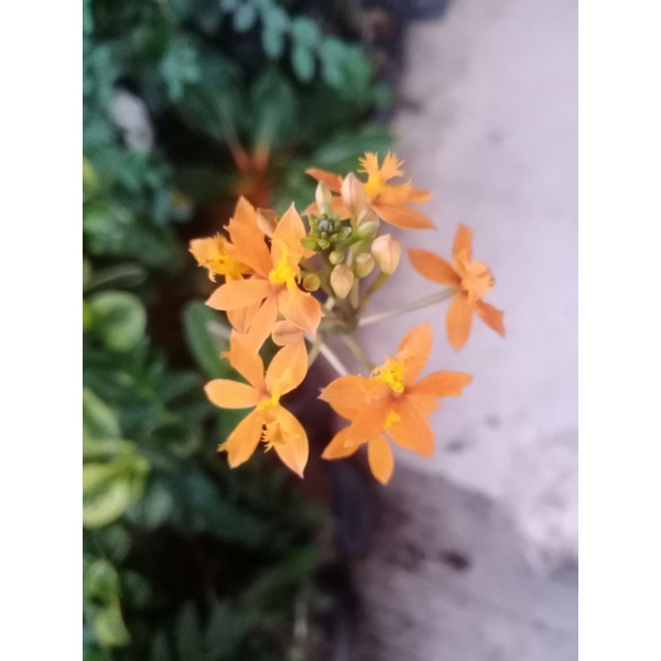 Anggrek tanah EPIDENDRUM orange