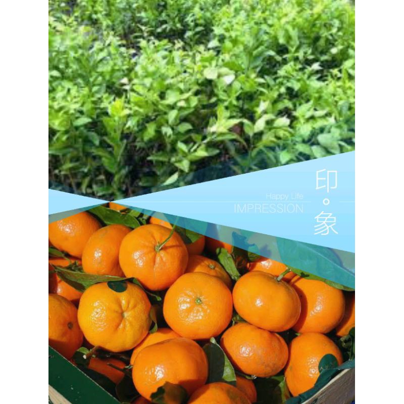 Bibit jeruk Mandarin