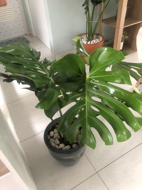 Monstera Deliciosa Medium Philodendron Pot 30 Cm Plus Media Tanam Ajaib