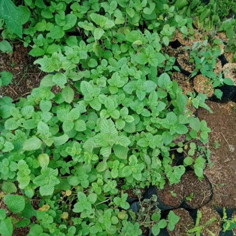 Tanaman Cincau hitam