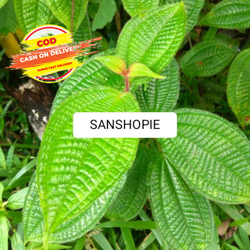 

Daun senggani senduduk atau harendong bulu segar 250 Gram