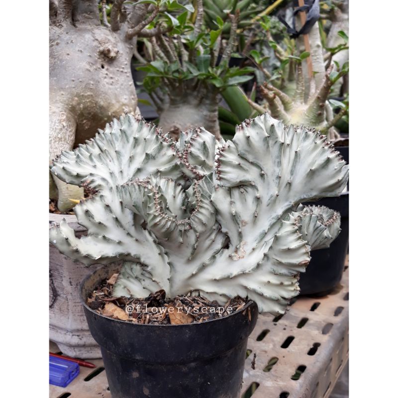 Kaktus euphorbia lactea silver cristata