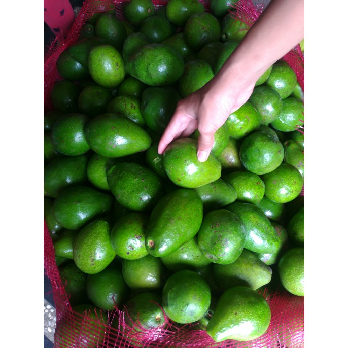

paling laris buah alpukat mentega