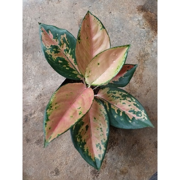 Aglaonema Kochin tembaga