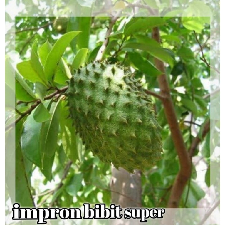 Bibit Sirsak Madu Super Jumbo