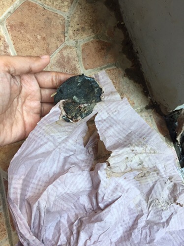 Tanaman Hias Peperomia Raindrof