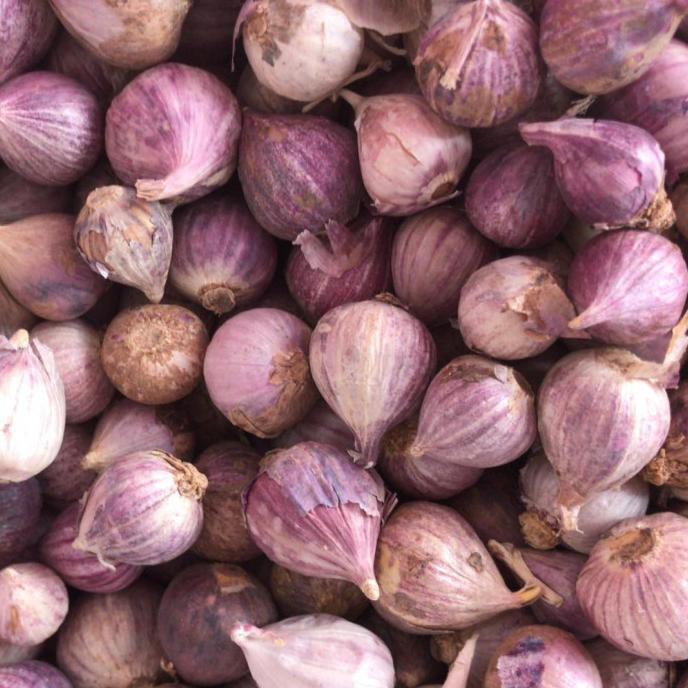 

Bawang Putih Tunggal - Tanggung (Ready~stok)