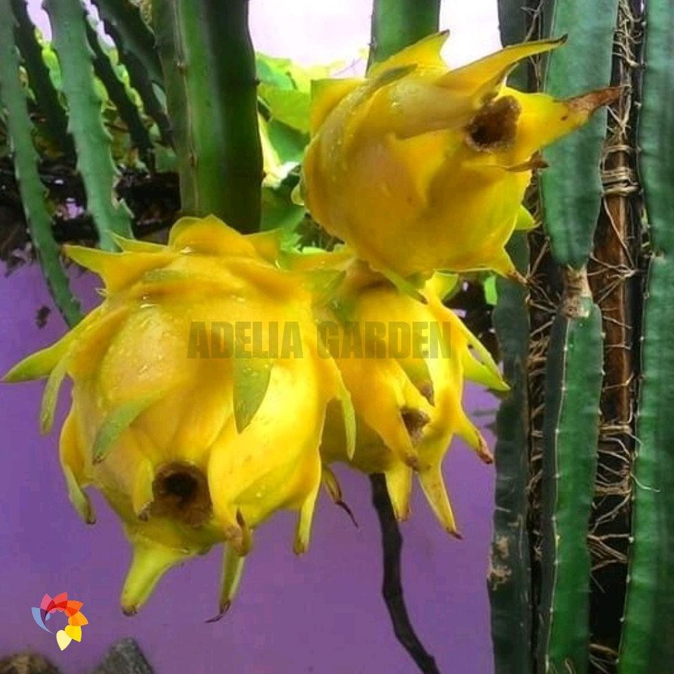 Grosir Tanaman Golden Dragon Fruit - Bibit Buah Naga Kuning Tanpa Duri Kd1