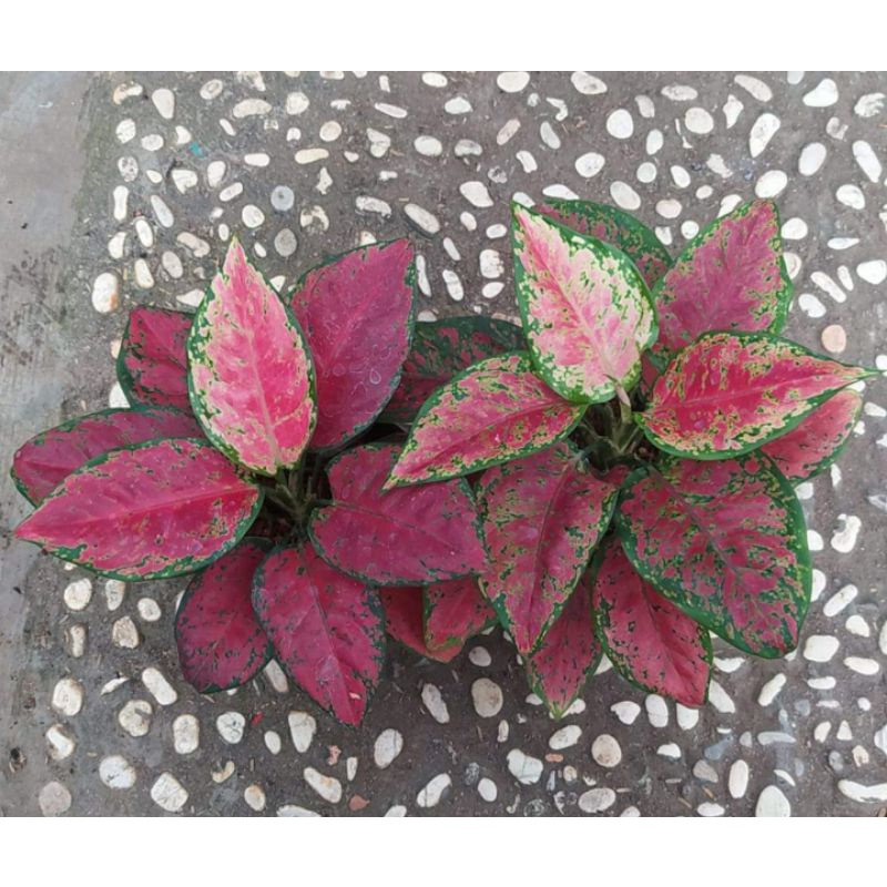 Black Maroon Aglaonema / aglonema black maroon dewasa.