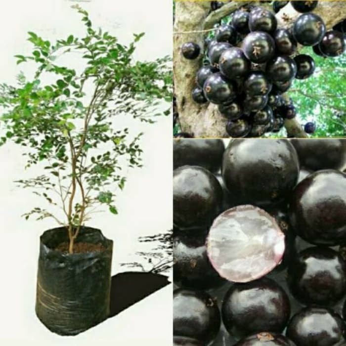 Bibit tanaman buah anggur brazil - anggur pohon