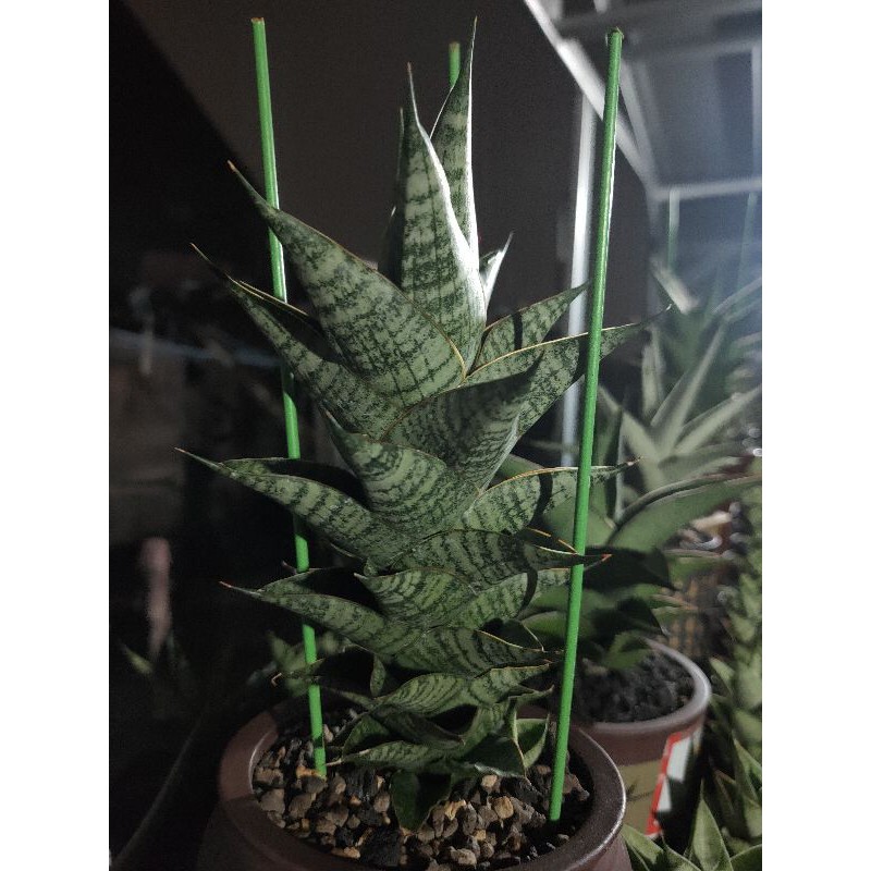 SANSEVIERA HYBRID "SINDORO"