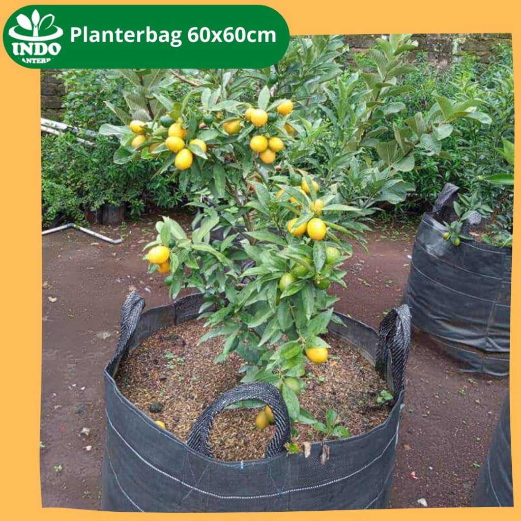 Planter Bag Ukuran 60x60
