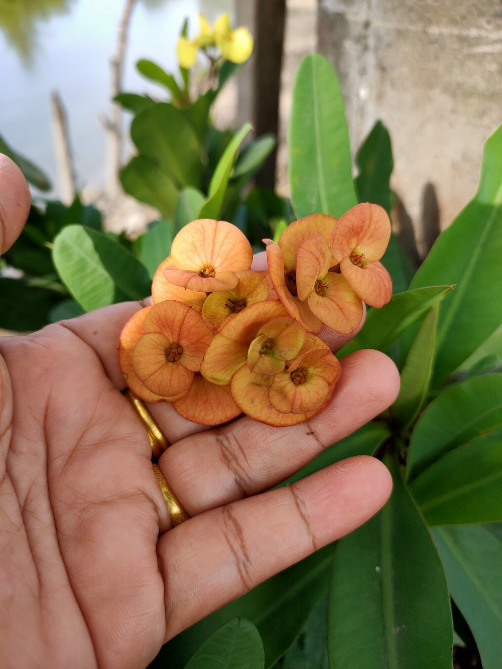 Golden Flying Fish Wajan Harden Stainless Kuali Penggorengan ( 30 Cm, Sni )