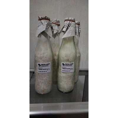 

BIBIT F1JAMUR TIRAM