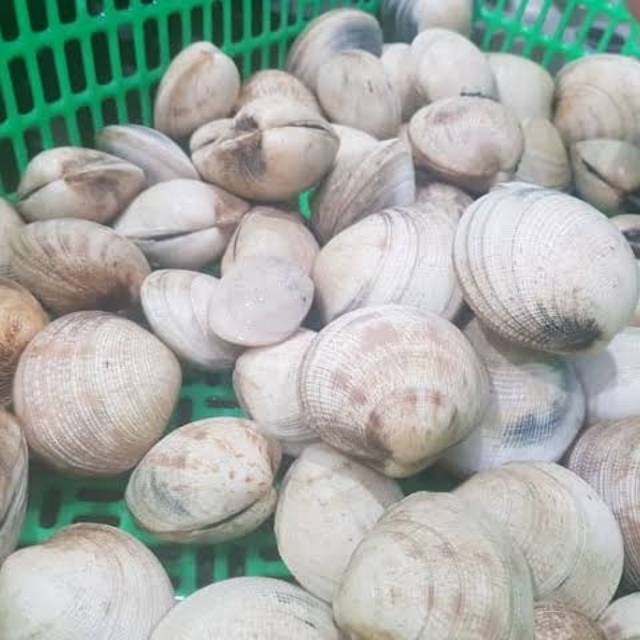 

Kerang madu hidup live