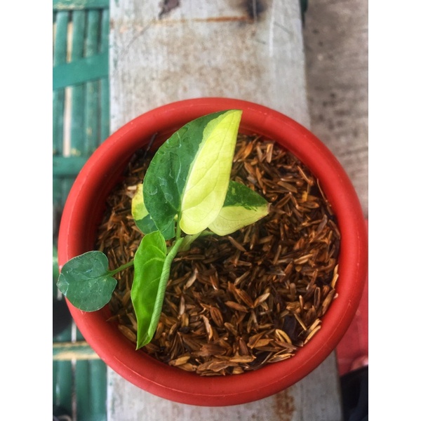 syngonium yellow variegated