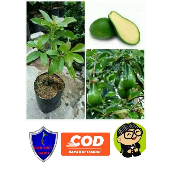 bibit alpukat non biji/ alpukat non biji super cepat berbuah