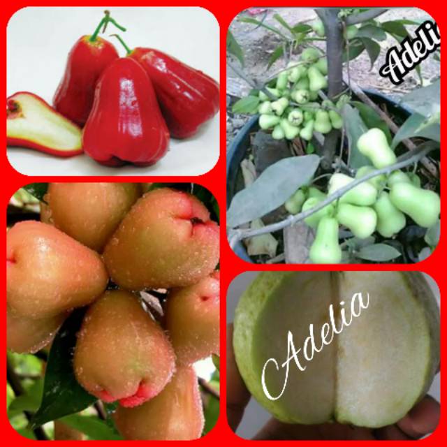 Jambu air paket 4 jenis jambu air madu merah madu delli  kingrose jambu ktistal putih non biji