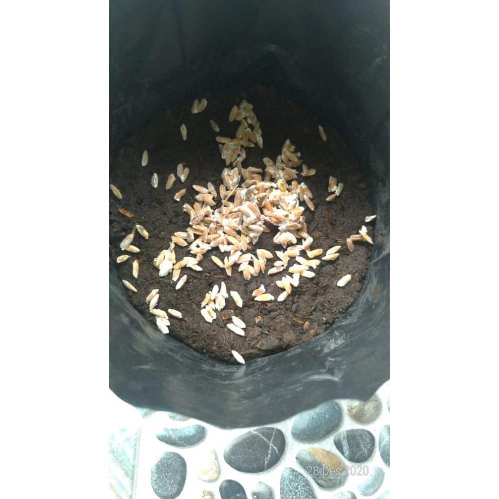 

Bibit F3 Jamur Kancing (Agaricus Bisporus)