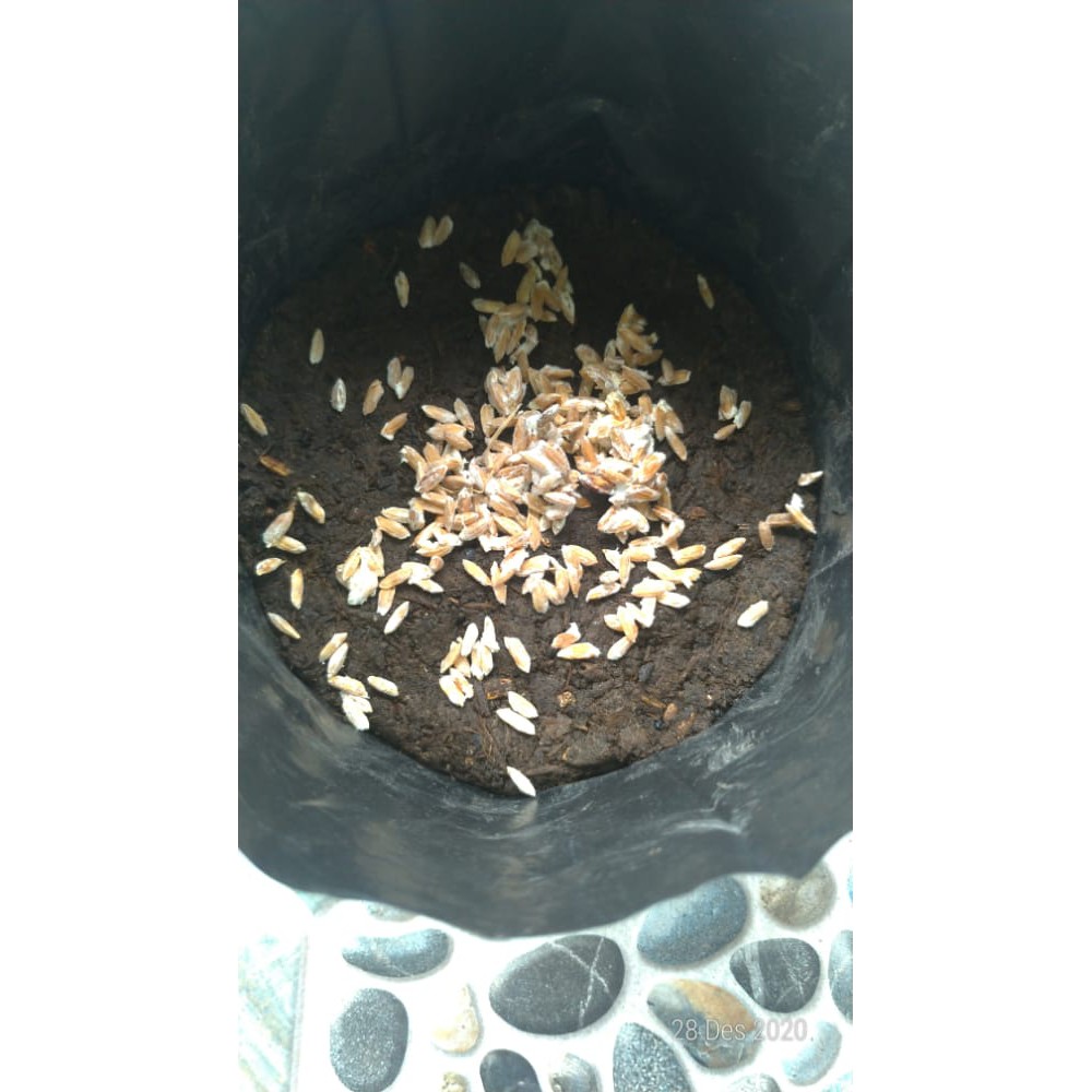 Bibit F3 Jamur Kancing (Agaricus Bisporus)