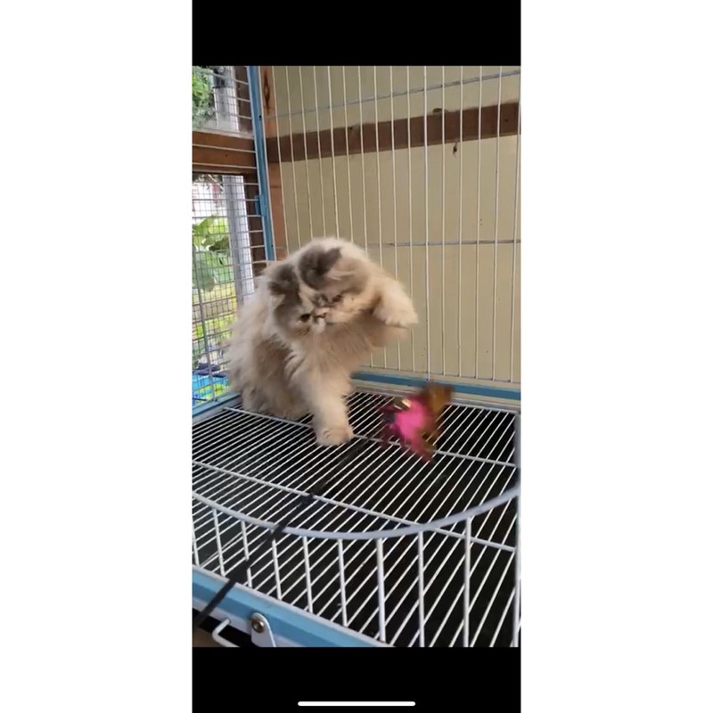 peaknose jantan line ped