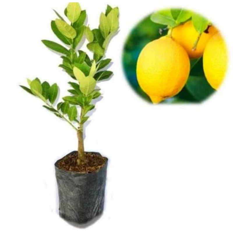 Bibit pohon jeruk lemon California/Tanaman buah jeruk lemon California