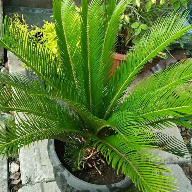 Tanaman Palem Sikas Or Mawar Jambe Ukuran Besar