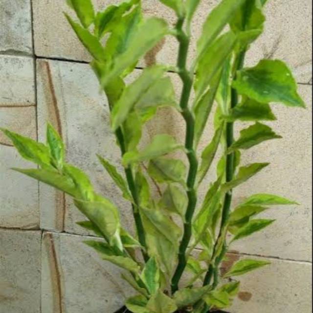 Tanaman Hias Zigzag Plant Varigata - Euphorbia Tirucalli
