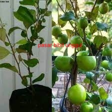 Bibit Tanaman Buah Apel Futsa India/Bibit Buah Apel Putsa