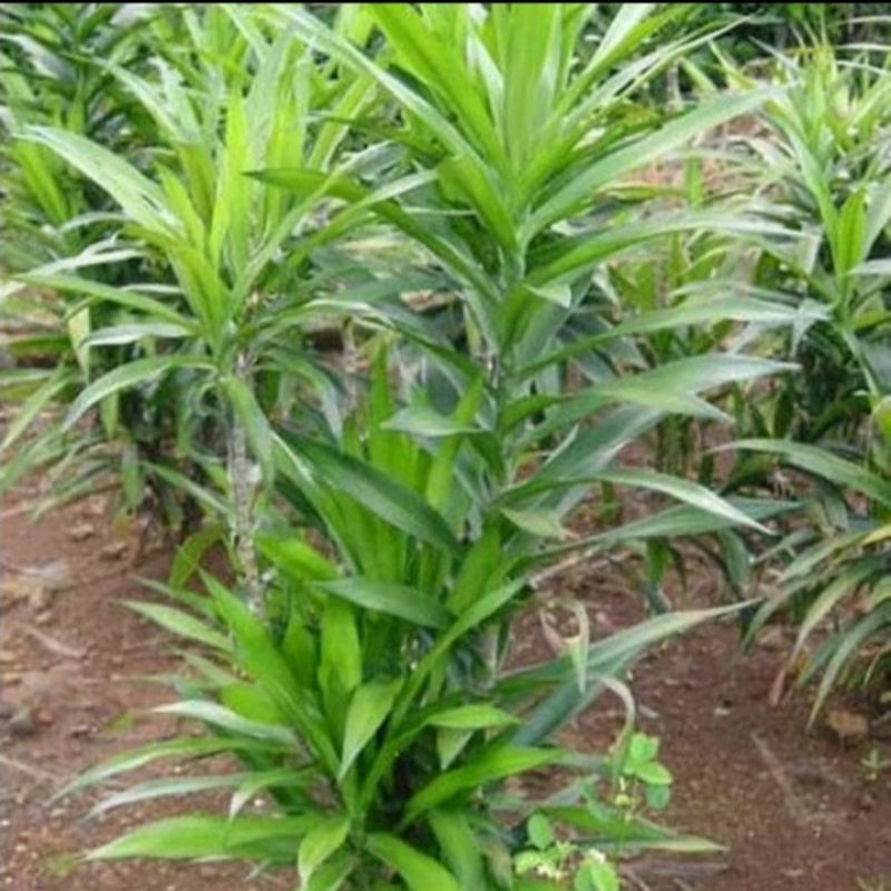 Tanaman daun suji pandan suji