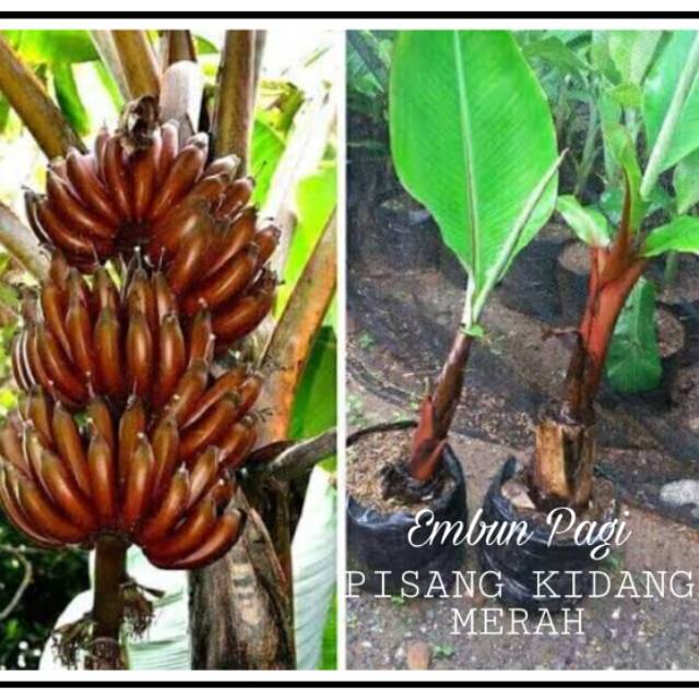 Bibit Pohon Pisang Kidang Merah