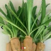 Walang sangit walang cina umpan pancing atau obat herbal pohon walang sangit utuh perpohon