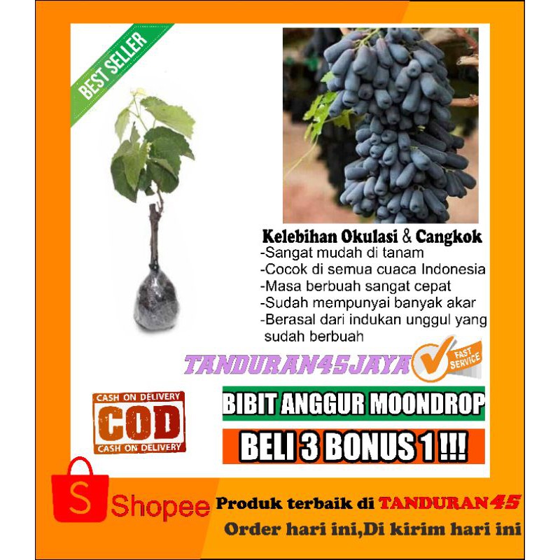 bibit anggur import mondrop - Anggur grafting